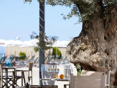 Grande pianta di ulivo accanto a un tavolo con bevande su una terrazza soleggiata
