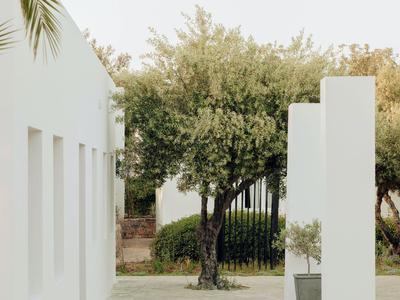Jardin moderne avec olivier et parties blanches de bâtiments sous ciel clair.