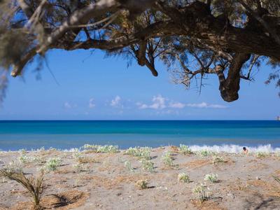 Strand mit sandigem Boden, Pflanzen und einem großen Baum im Vordergrund, blauer Himmel und Meer im Hintergrund.