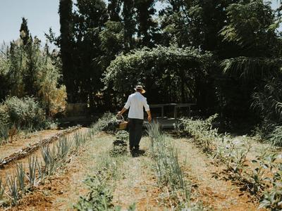 Una persona cammina lungo un sentiero tra le piante in un giardino soleggiato con alberi.