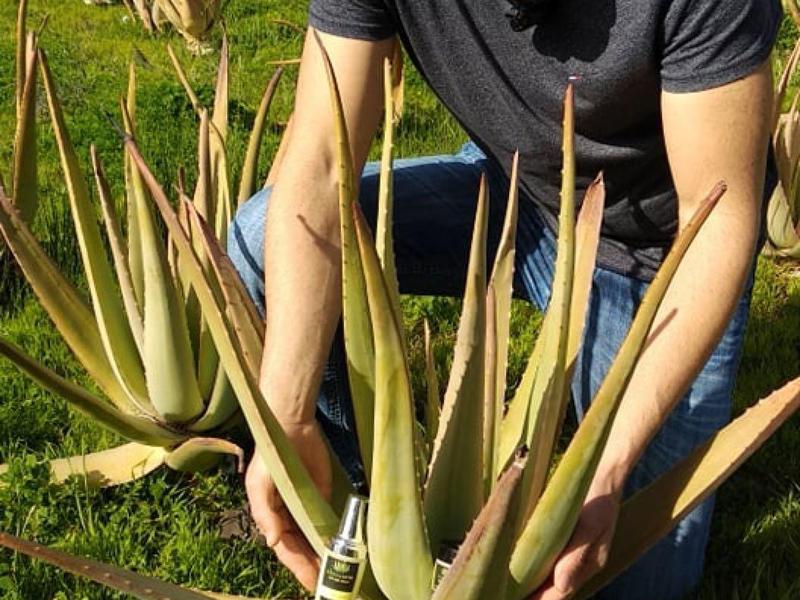 Ein Mann kniet im Gras und hält große, dicke Aloe-Vera-Pflanzenblätter mit spitzen Enden.