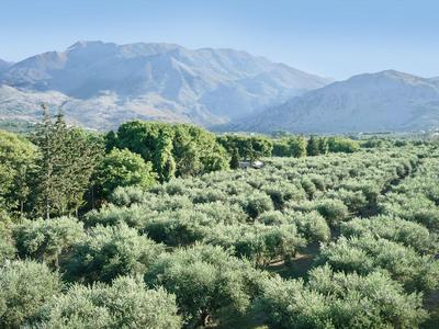 Weite Olivenplantage vor bewaldeten Hügeln und Bergen unter klarem Himmel