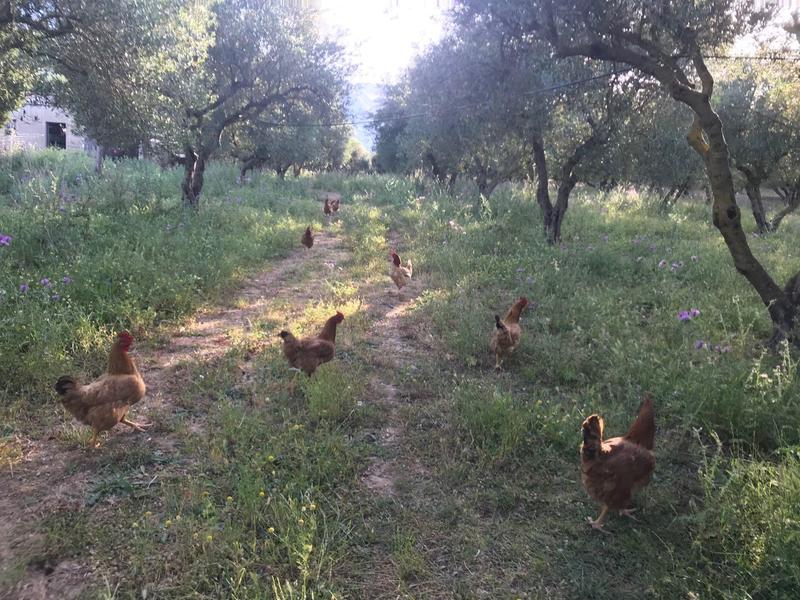 Ländlicher Pfad mit Hühnern zwischen Bäumen und Gras in natürlicher Umgebung