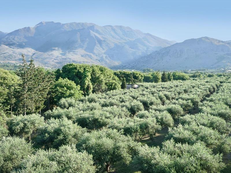 Weite Olivenplantage vor bewaldeten Hügeln und Bergen unter klarem Himmel