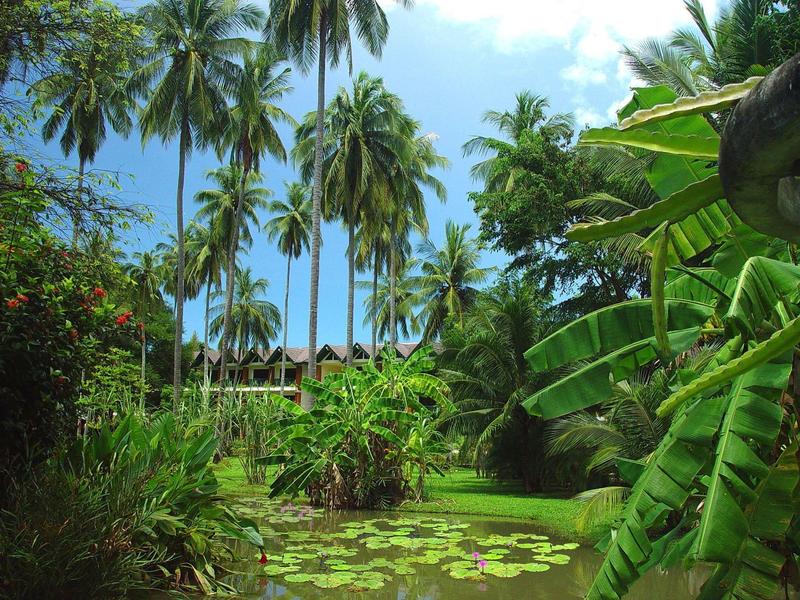 Un étang tropical avec des nénuphars, entouré de palmiers et d'une végétation verte dense sous un ciel bleu.