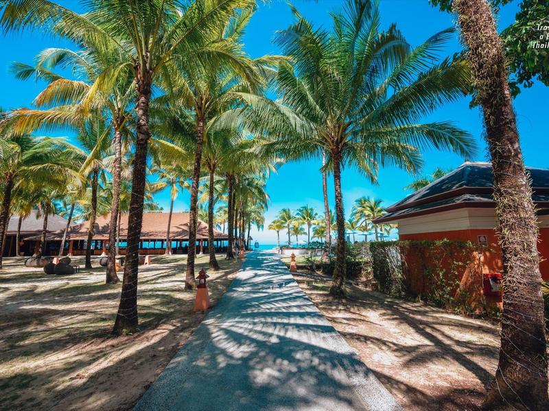 Ścieżka przez palmy prowadząca do beach baru z widokiem na niebieskie morze pod czystym niebem.