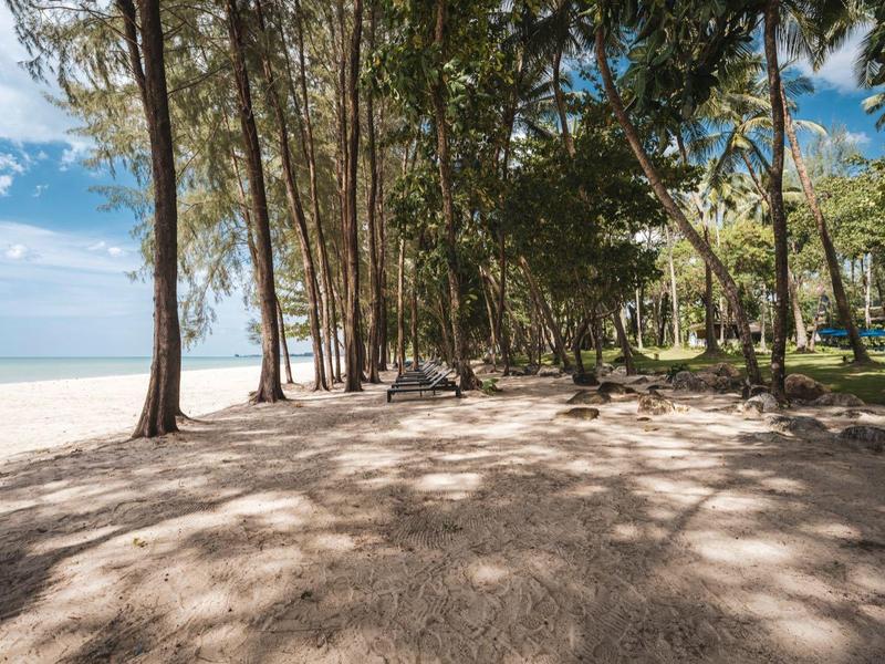 Cieńsza ścieżka na plaży z wysokimi drzewami obok spokojnego morza i niebieskiego nieba.