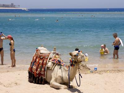 Ein Kamel sitzt mit geschmücktem Sattel am Strand, nahe dem flachen Wasser mit badenden Menschen.