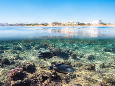 Vue sous-marine claire avec poissons, récifs et hôtel en arrière-plan sous un ciel bleu.