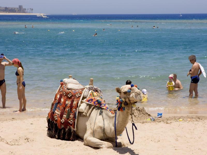 Camel resting on sandy beach with people swimming in the sea in the background.
