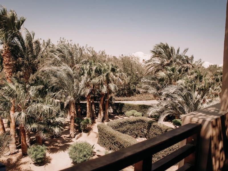 Blick von Balkon auf grüne Palmen und Garten bei klarem Himmel, sonnig, Natur und Pflanzen.