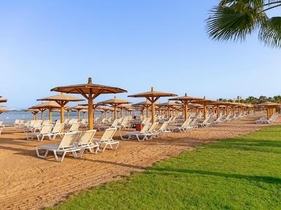 Strand mit Reihen von Liegestühlen und Sonnenschirmen, blauer Himmel und Palmen am Rand.