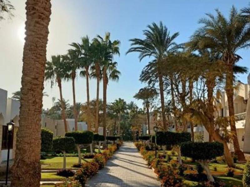 Langer gepflasterter Weg durch einen Garten mit hohen Palmen und blauem Himmel im Hintergrund.