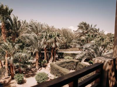 Widok z balkonu na ogród z wieloma palmami i ścieżką.