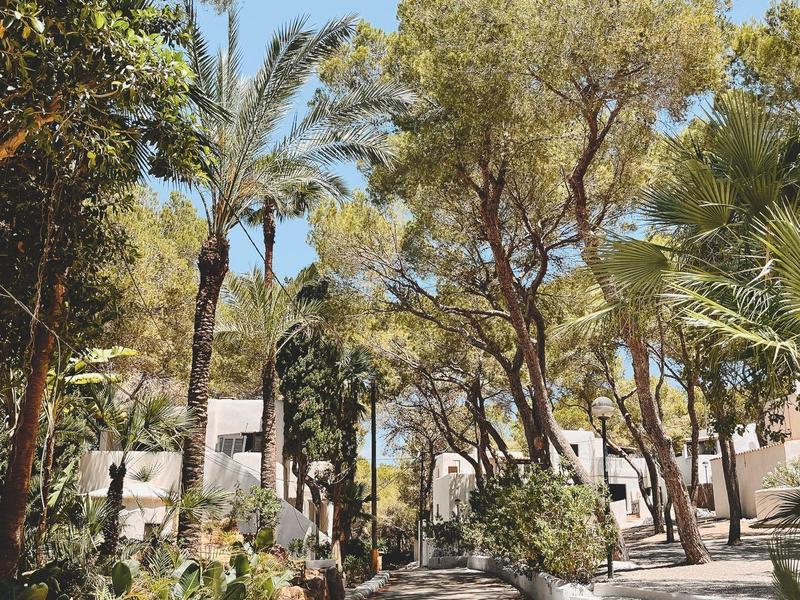 Słoneczna ścieżka hotelowa otoczona palmami i roślinami śródziemnomorskimi.