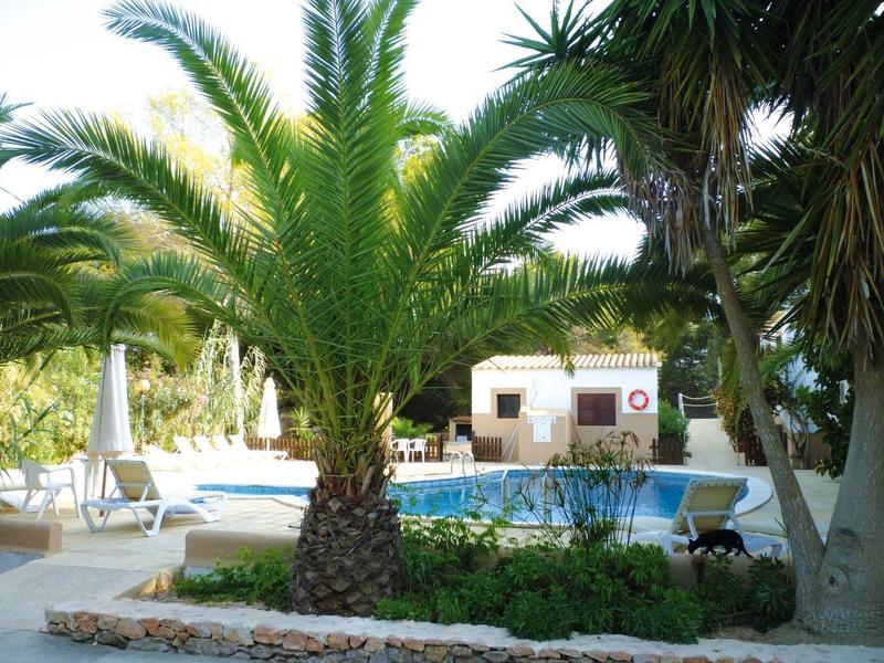 Pool area with lounge chairs, palm trees, and a small white building in the background.