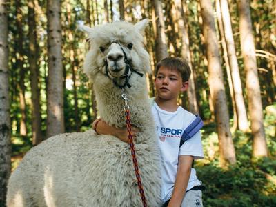 Junge mit weißen T-Shirt hält weißes Alpaka an roter Leine im sonnigen Wald.