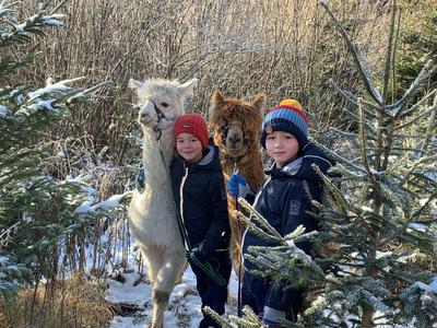Zwei Kinder mit Winterkleidung zwischen zwei Alpakas in einem winterlichen Wald mit etwas Schnee.
