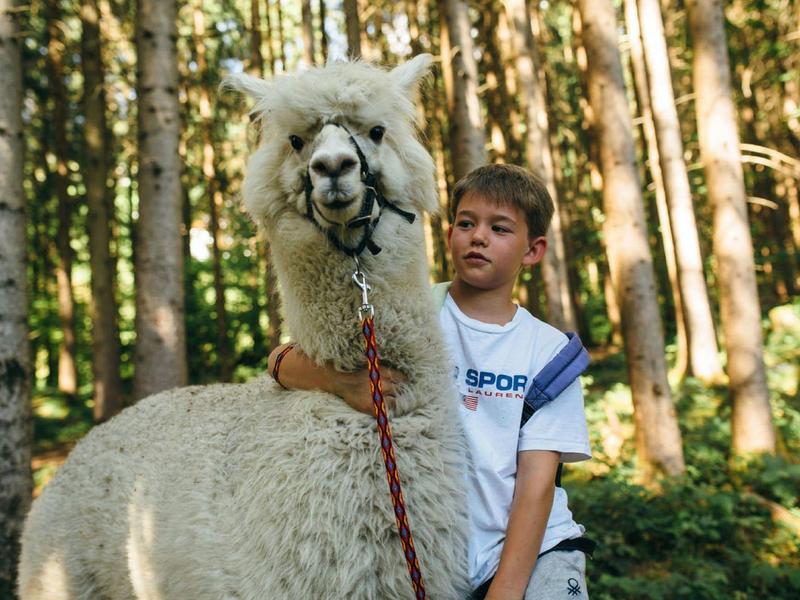 Junge mit weißen T-Shirt hält weißes Alpaka an roter Leine im sonnigen Wald.