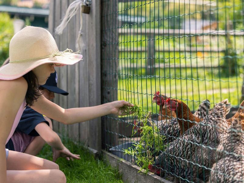 Kinder beobachten Hühner hinter einem Zaun im Garten bei sonnigem Wetter.
