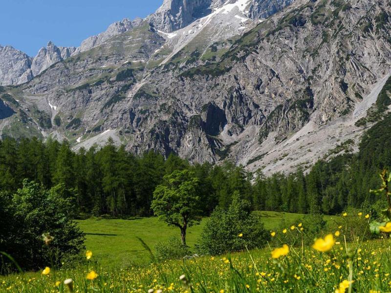 Grüne Wiese mit gelben Blumen, dahinter Nadelwald und hohe felsige Berge unter blauem Himmel.