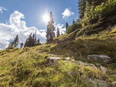 Sonniger Berghang mit grünem Gras, Felsen und Nadelbäumen unter blauem Himmel mit Wolken.