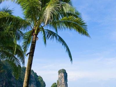Hohe Palmen mit grünen Blättern am ruhigen Meer vor klarem blauem Himmel und Felseninsel.