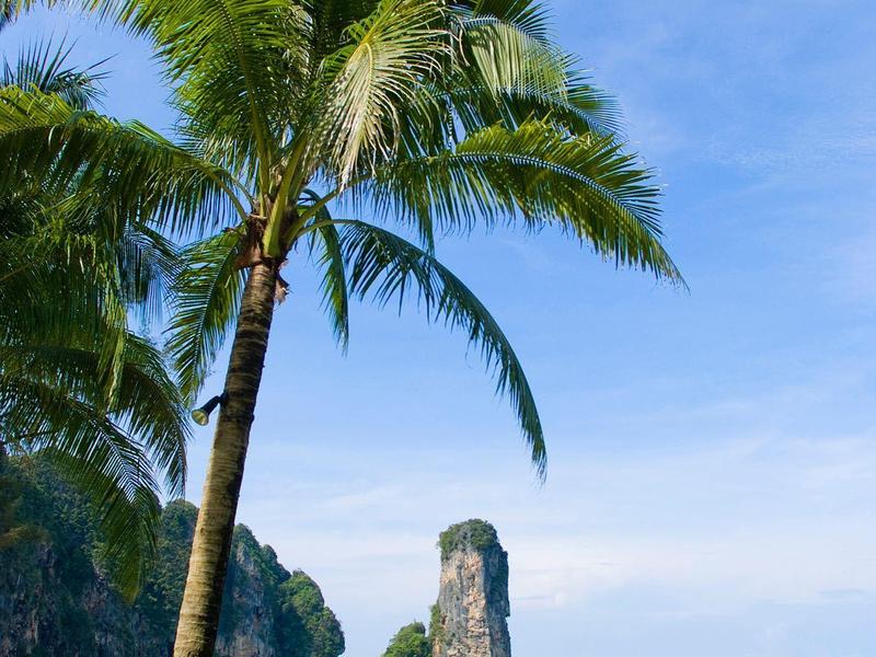 Hohe Palmen mit grünen Blättern am ruhigen Meer vor klarem blauem Himmel und Felseninsel.