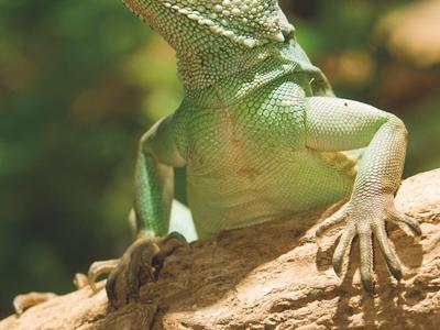 Grüne Echse mit schuppiger Haut sitzt auf einem Ast vor unscharfem grünem Hintergrund.