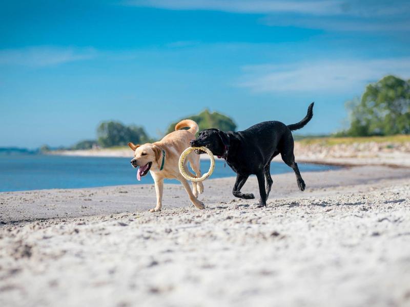 Zwei Hunde spielen mit einem Ring am Strand bei blauem Himmel.
