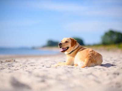 A yellow Labrador lies relaxed on the beach with a blurred background of water and trees.