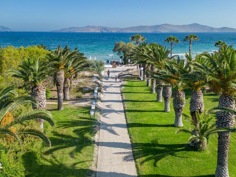 Pad met palmbomen dat leidt naar een zandstrand en blauwe zee onder een heldere hemel.