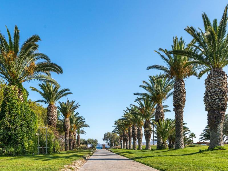 Pad door groen gras met hoge palmbomen aan beide zijden onder een heldere blauwe lucht.
