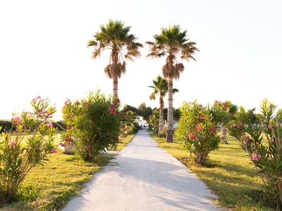 Un sentiero soleggiato fiancheggiato da palme e cespugli in fiore su entrambi i lati.