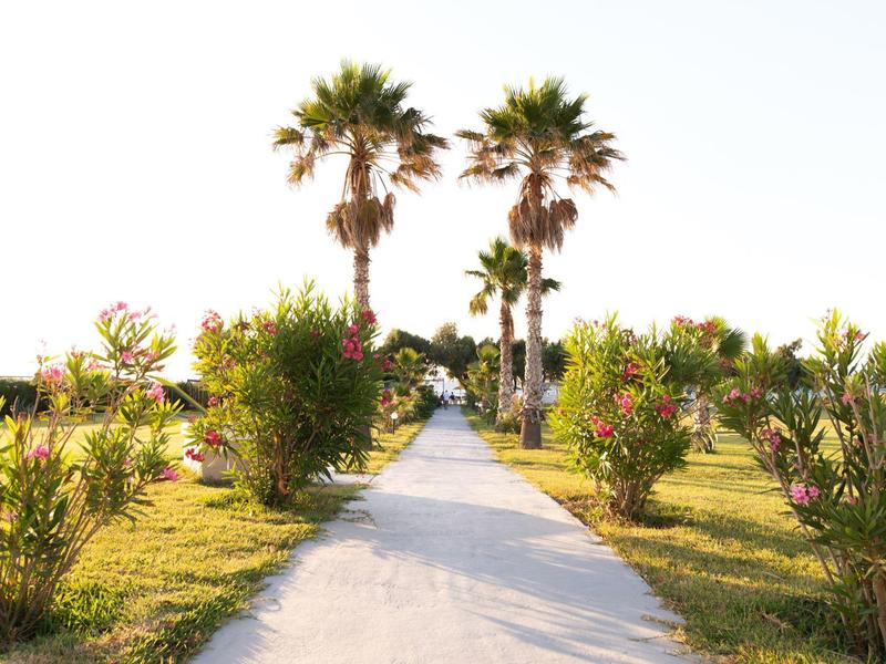Un sentiero luminoso fiancheggiato da palme e arbusti fioriti sotto un cielo sereno.