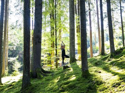 Sonniger Wald mit hohen Bäumen und moosbedecktem Boden, darauf steht eine einzelne Person.