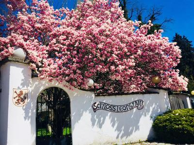 Weiße Mauer mit geschwungenem Tor und Schild, davor blühender rosa Baum unter klarem blauem Himmel.
