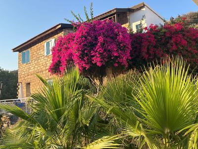 Haus mit leuchtenden pinken Blumen und Palmen im Garten bei klarem Himmel
