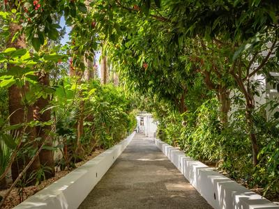 Chemin avec un auvent de feuilles vertes et des murs blancs sous le soleil