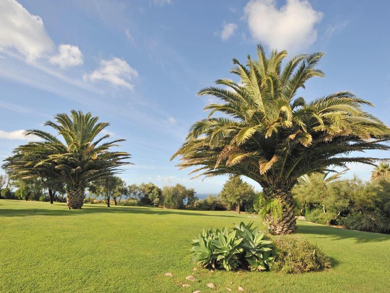 Zelený trávník se dvěma palmami pod modrou oblohou s málo mraky