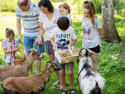Familie mit Kindern füttert Ziegen in einem grünen Park an einem sonnigen Tag.