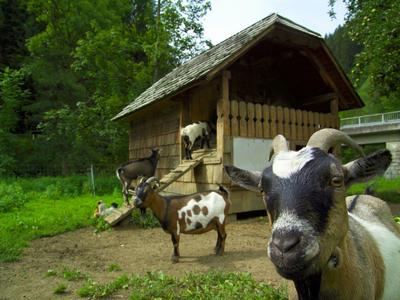 Mehrere Ziegen auf grüner Weide vor kleinem Holzstall mit schrägem Dach und Wald im Hintergrund.