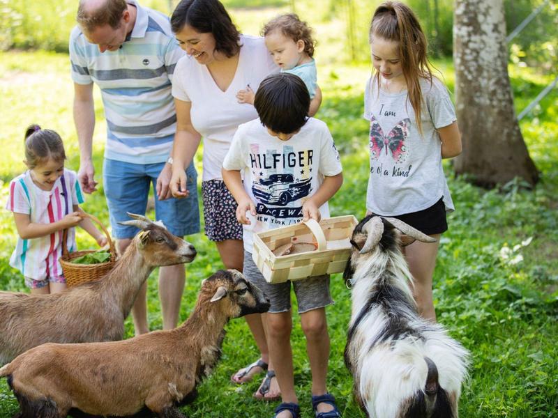 Familie mit Kindern füttert Ziegen im sonnigen, grünen Waldgebiet.