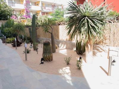 Sunny courtyard with paved walkway and various cacti and palm trees