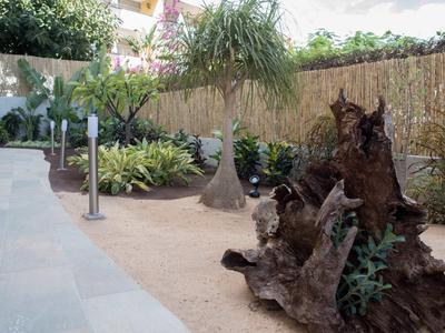 Garden area with palm trees, large roots, and sandy ground next to a paved walkway.