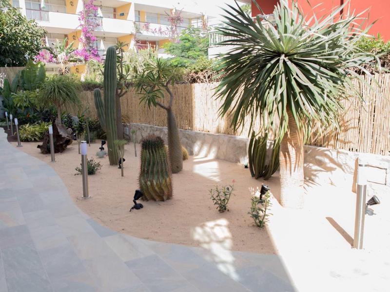 Sunny courtyard with paved walkway and various cacti and palm trees