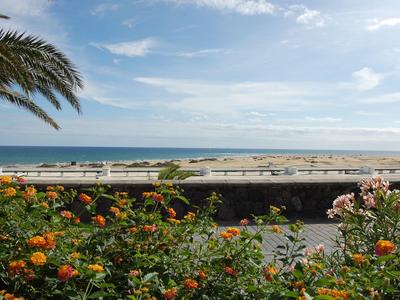 Blumenbeet vor Meer mit blauem Himmel und Palmenzweig im Bild links oben.