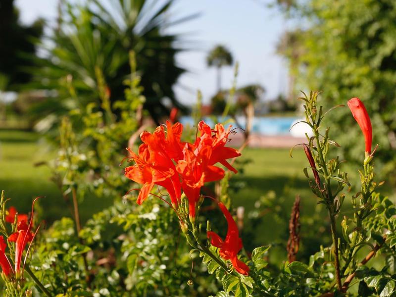 Rode bloem scherp met groene grasmat en zwembad op de achtergrond op een zonnige dag