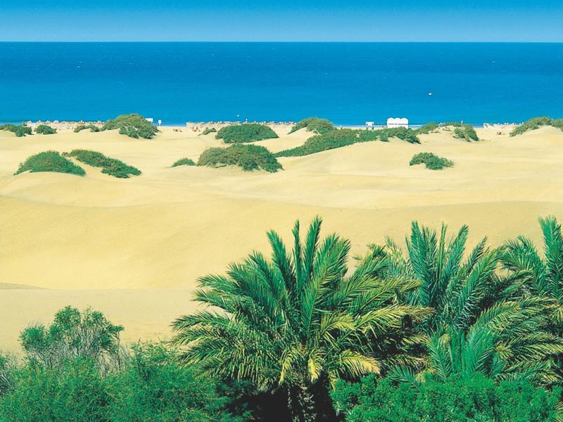 Palmen und grüne Büsche vor einer gelben Dünenlandschaft am blauen Ozean unter klarem Himmel.