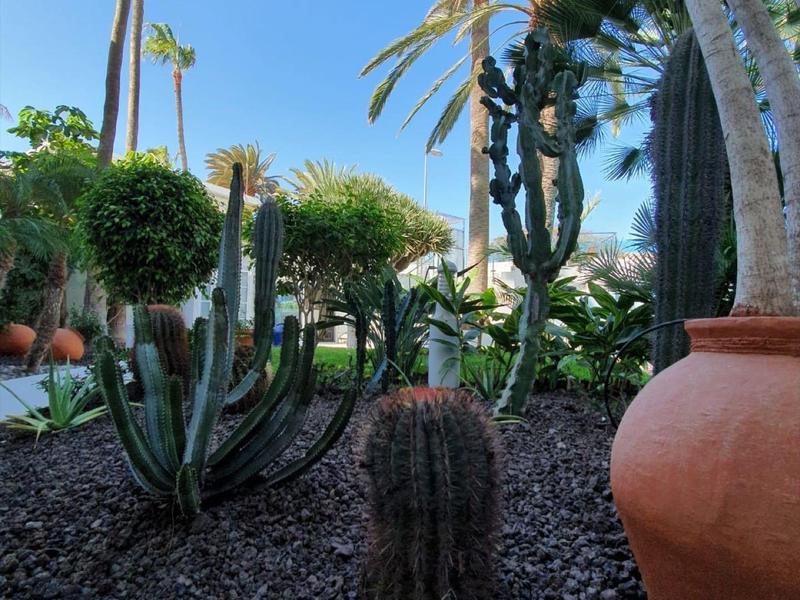 Kakteen und Palmen in einem Garten mit hellem Himmel und großem orangefarbenem Tontopf.